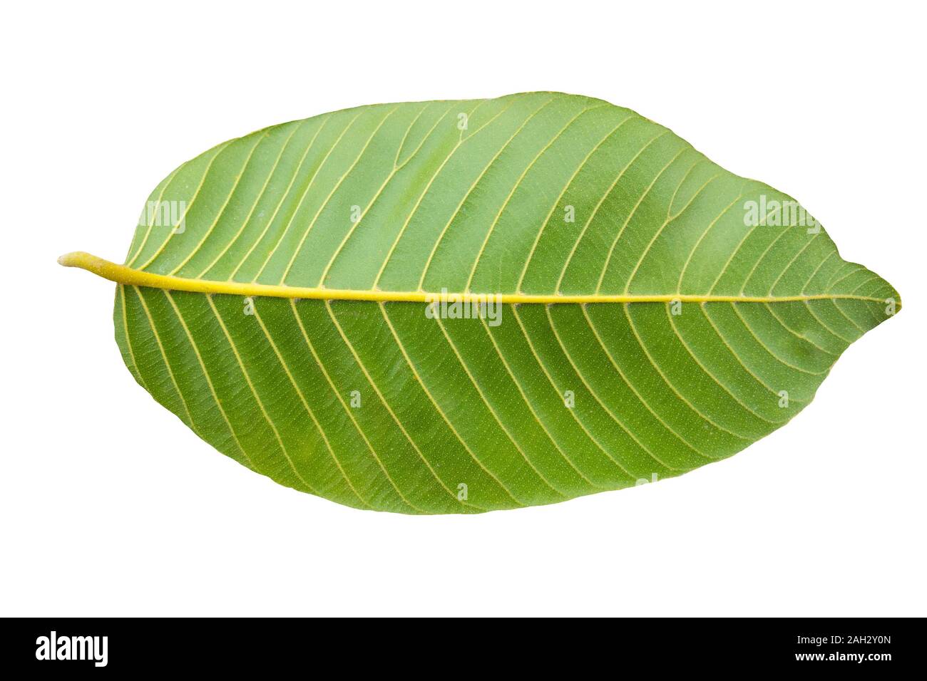 Green leaf on white background Stock Photo Alamy