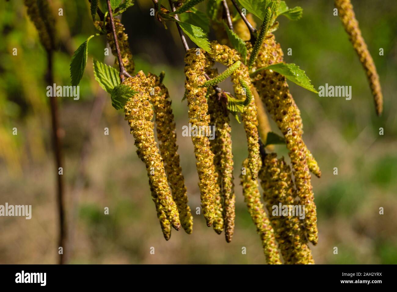 Allergycausing plant components from birch and willow Stock Photo Alamy