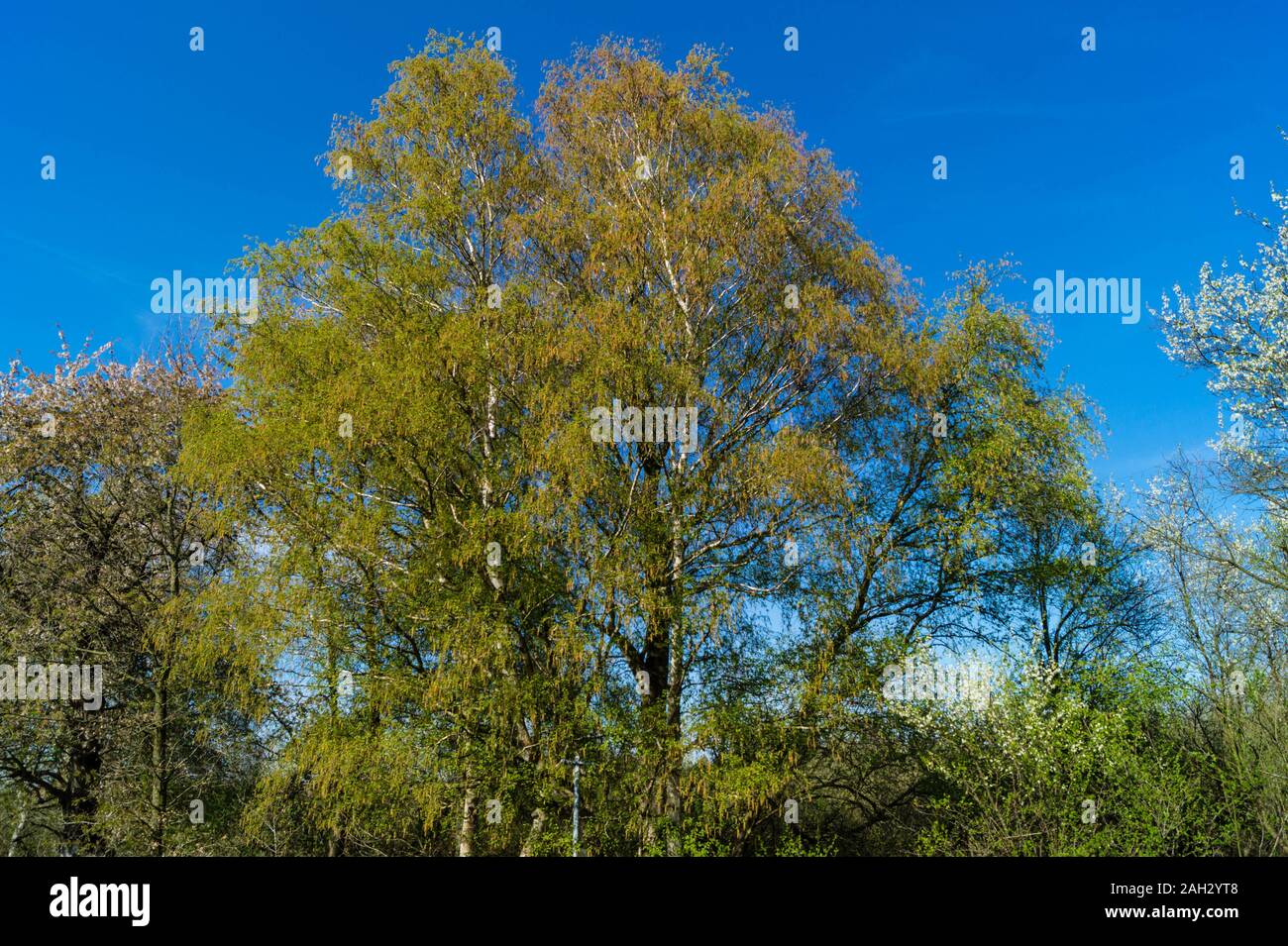Allergycausing plant components from birch and willow Stock Photo Alamy