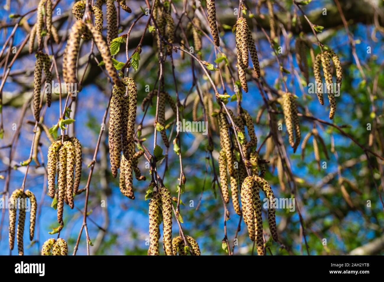 Allergycausing plant components from birch and willow Stock Photo Alamy