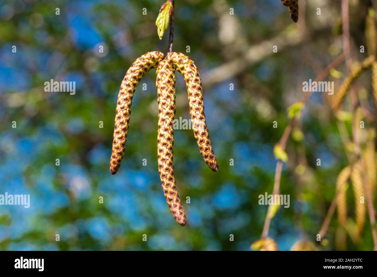 Allergycausing plant components from birch and willow Stock Photo Alamy