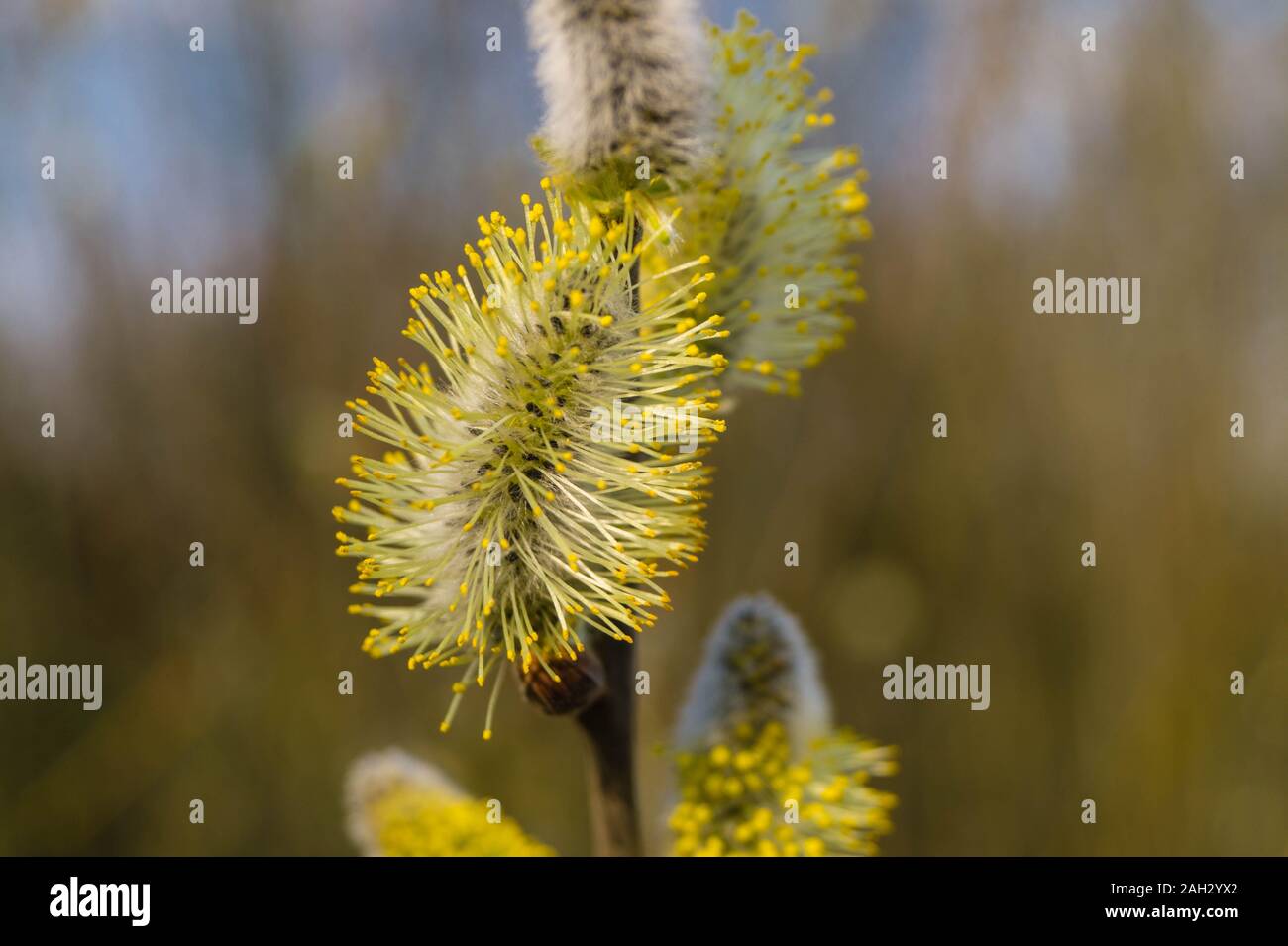 Allergycausing plant components from birch and willow Stock Photo Alamy