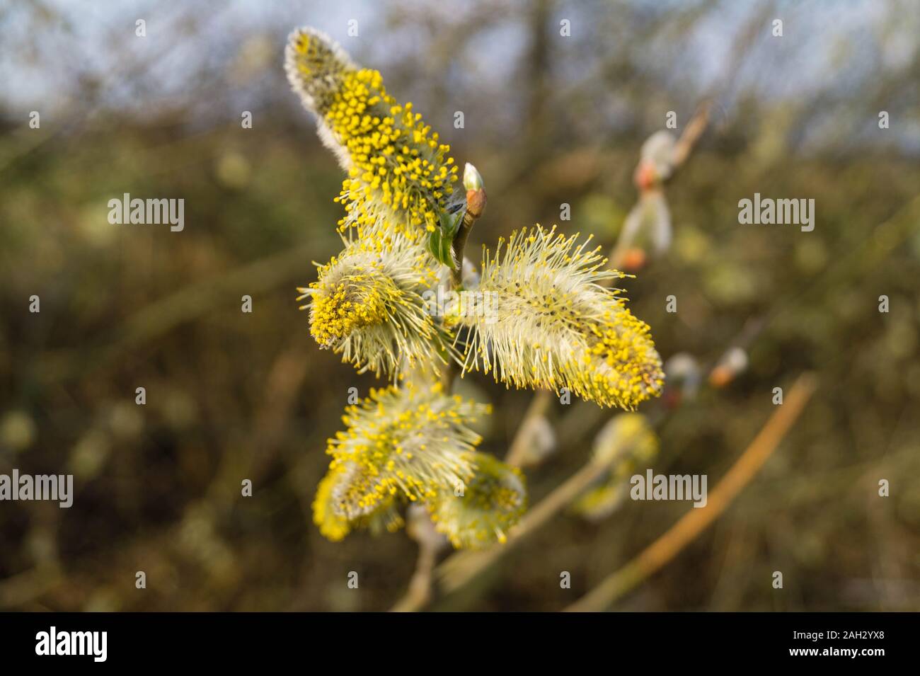 Allergycausing plant components from birch and willow Stock Photo Alamy