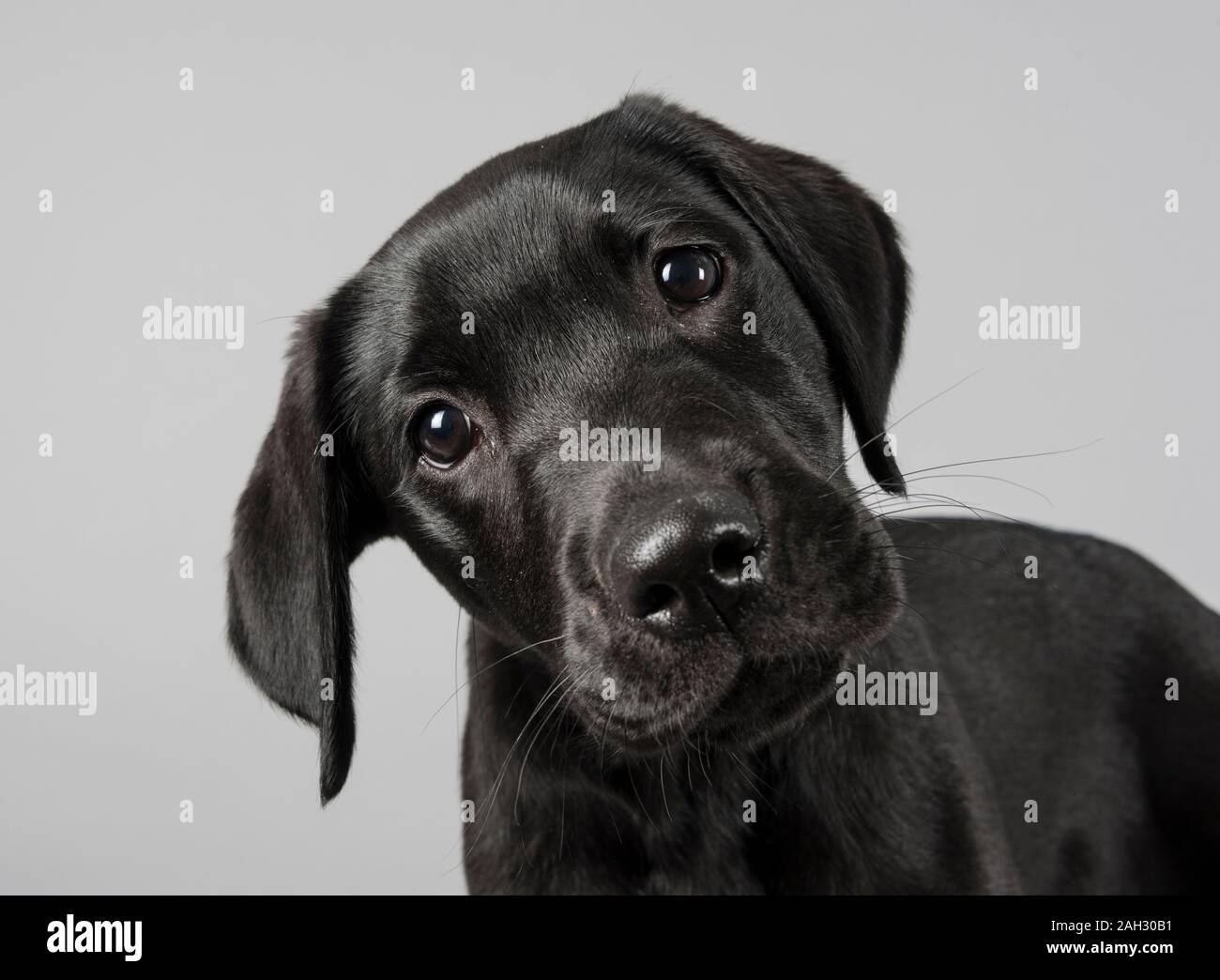 Labrador Retriever, black, male, UK Stock Photo Alamy
