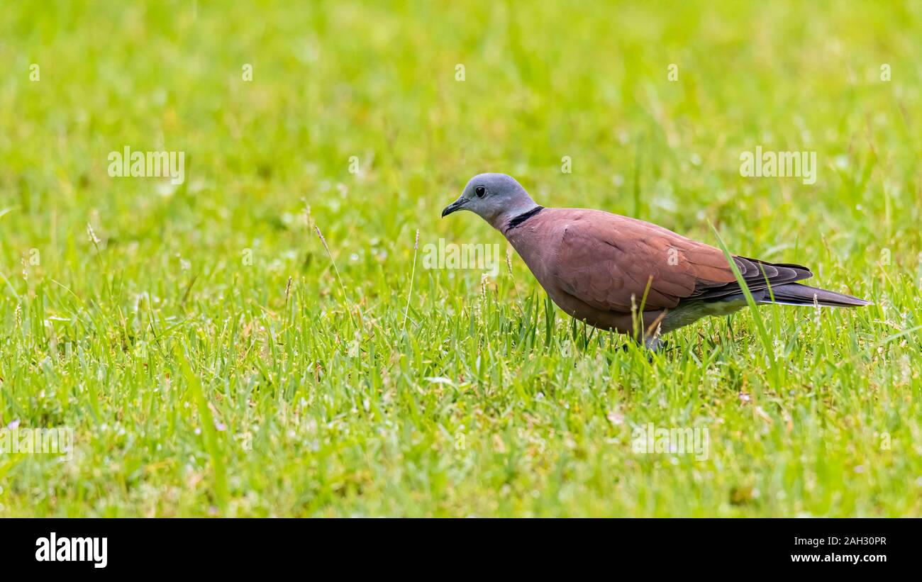 Young collared dove hires stock photography and images Alamy