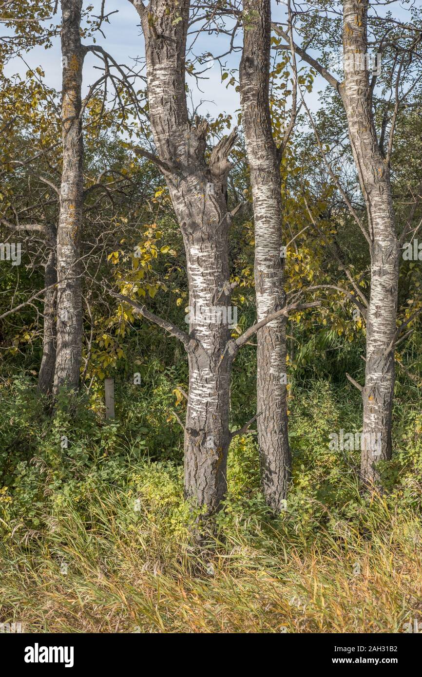 Quaking Aspen Tree Trunks Stock Photo