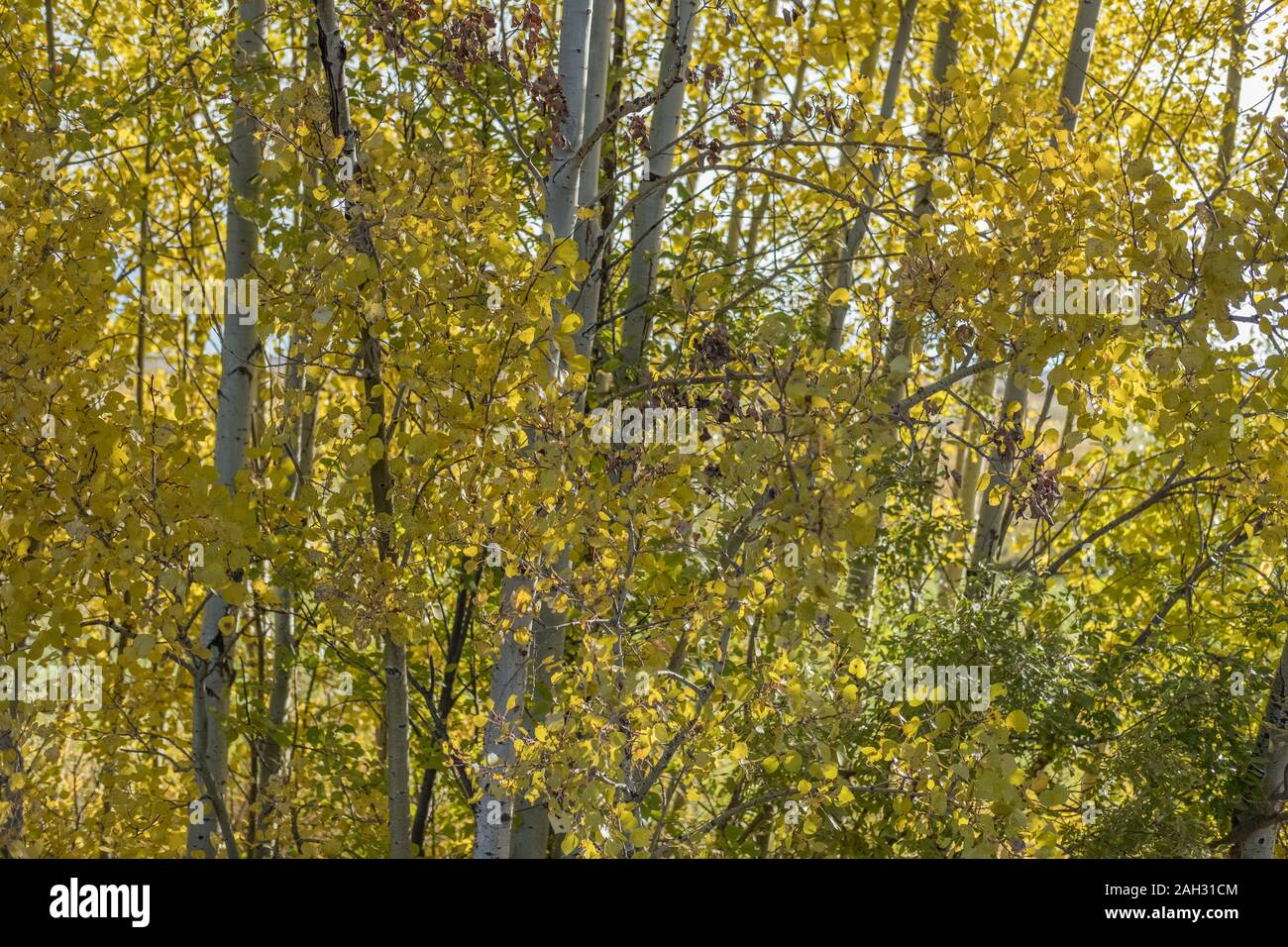 Yellow Leaves on Quaking Aspen Stock Photo