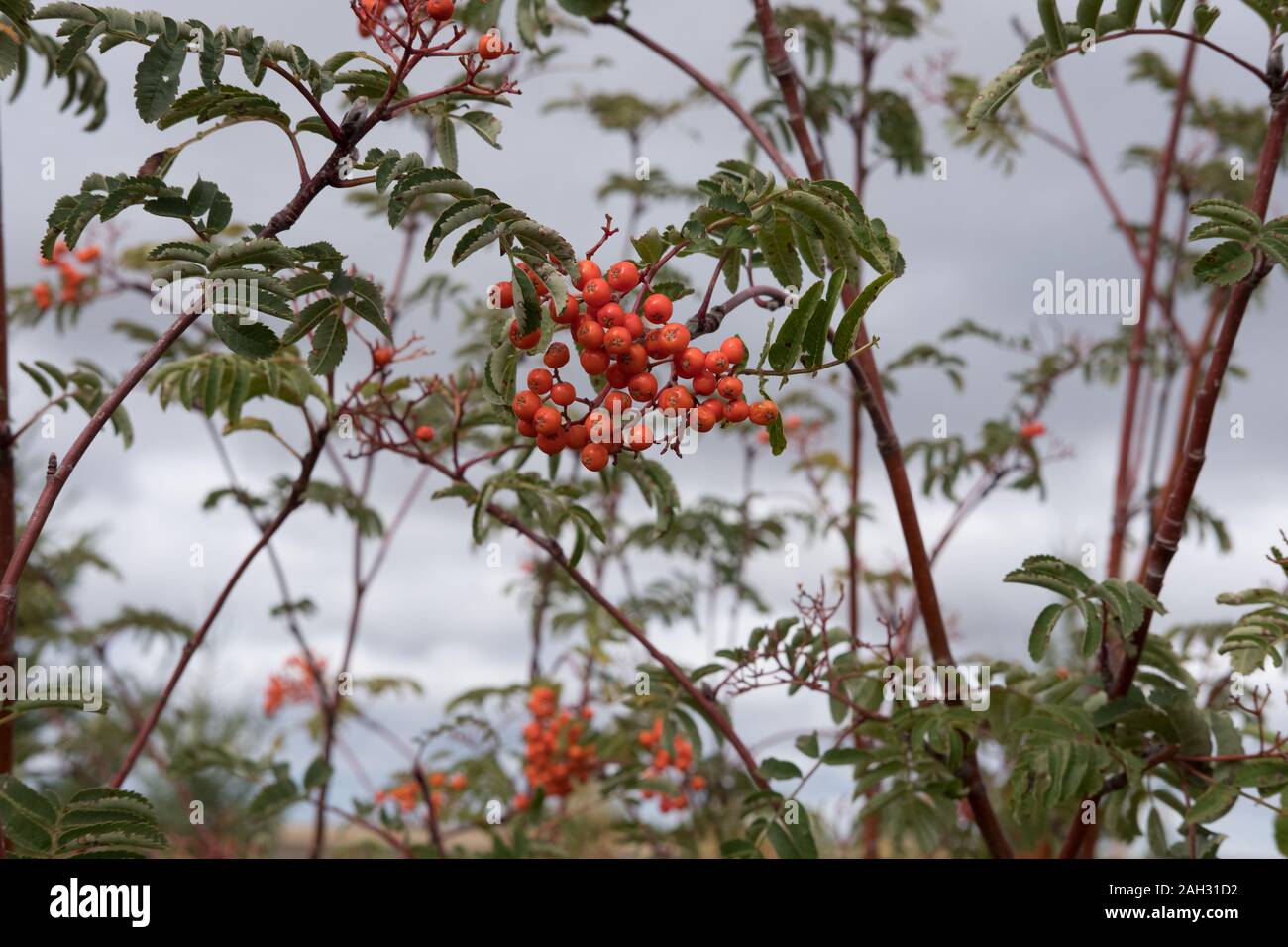 Western mountain ash hires stock photography and images Alamy
