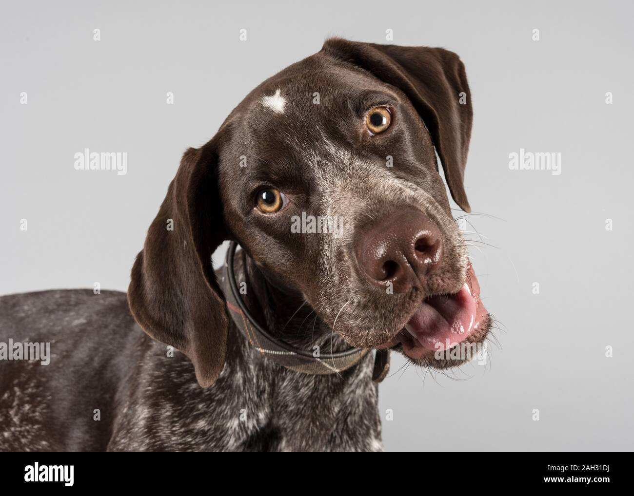 German shorthaired pointer, puppy, female, 5 months, UK. Stock Photo
