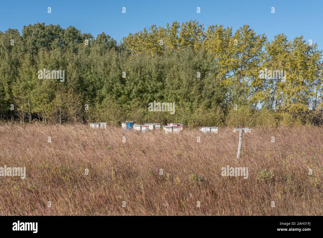 Pictures of honey bee High Resolution Stock Photography and Images - Alamy