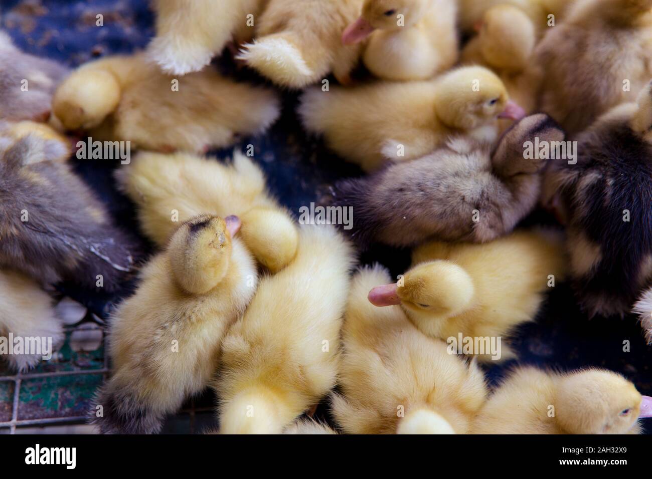 Alive baby ducks together for sale at a central asian market Stock