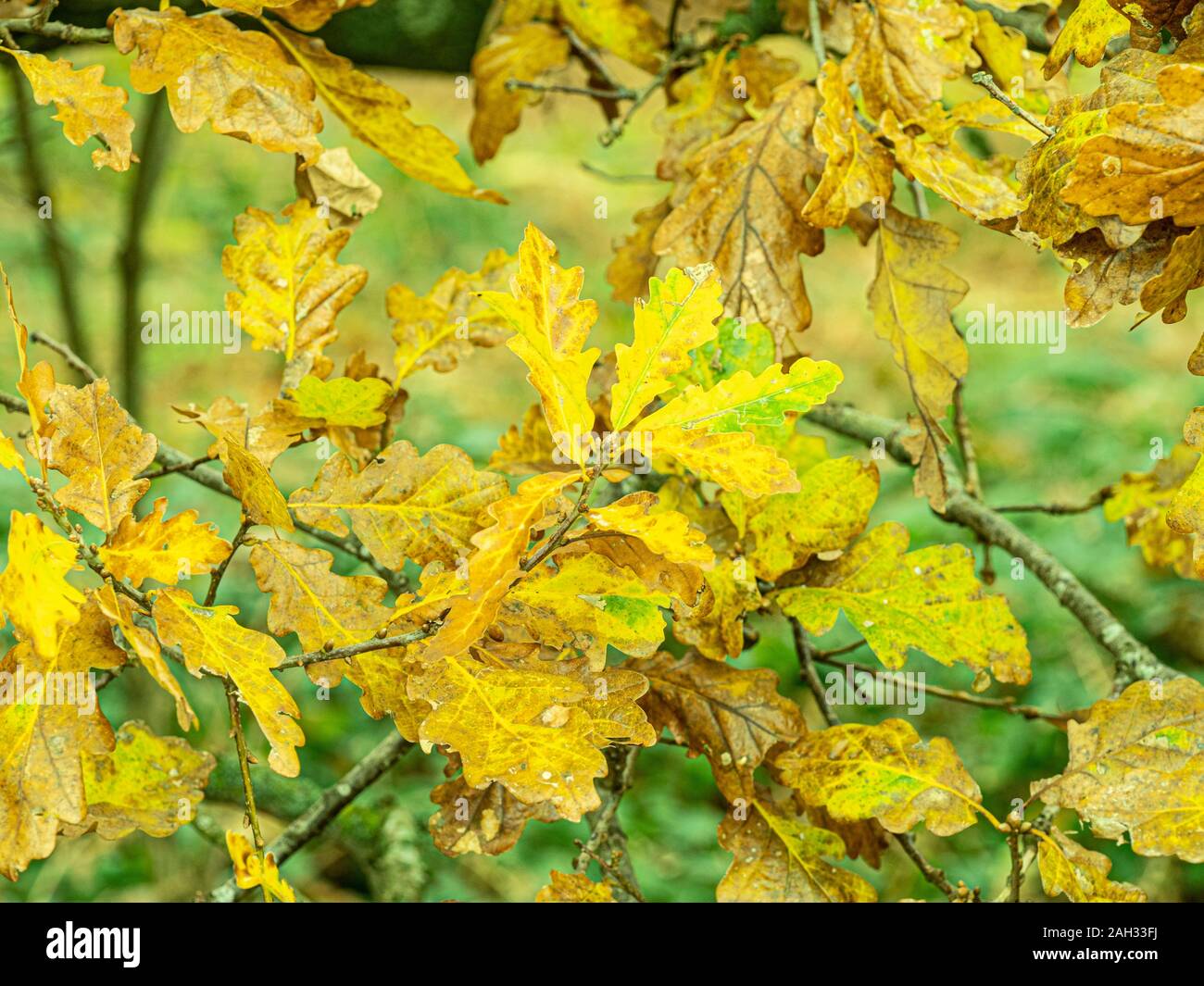 Autumn woodland scene. Stock Photo