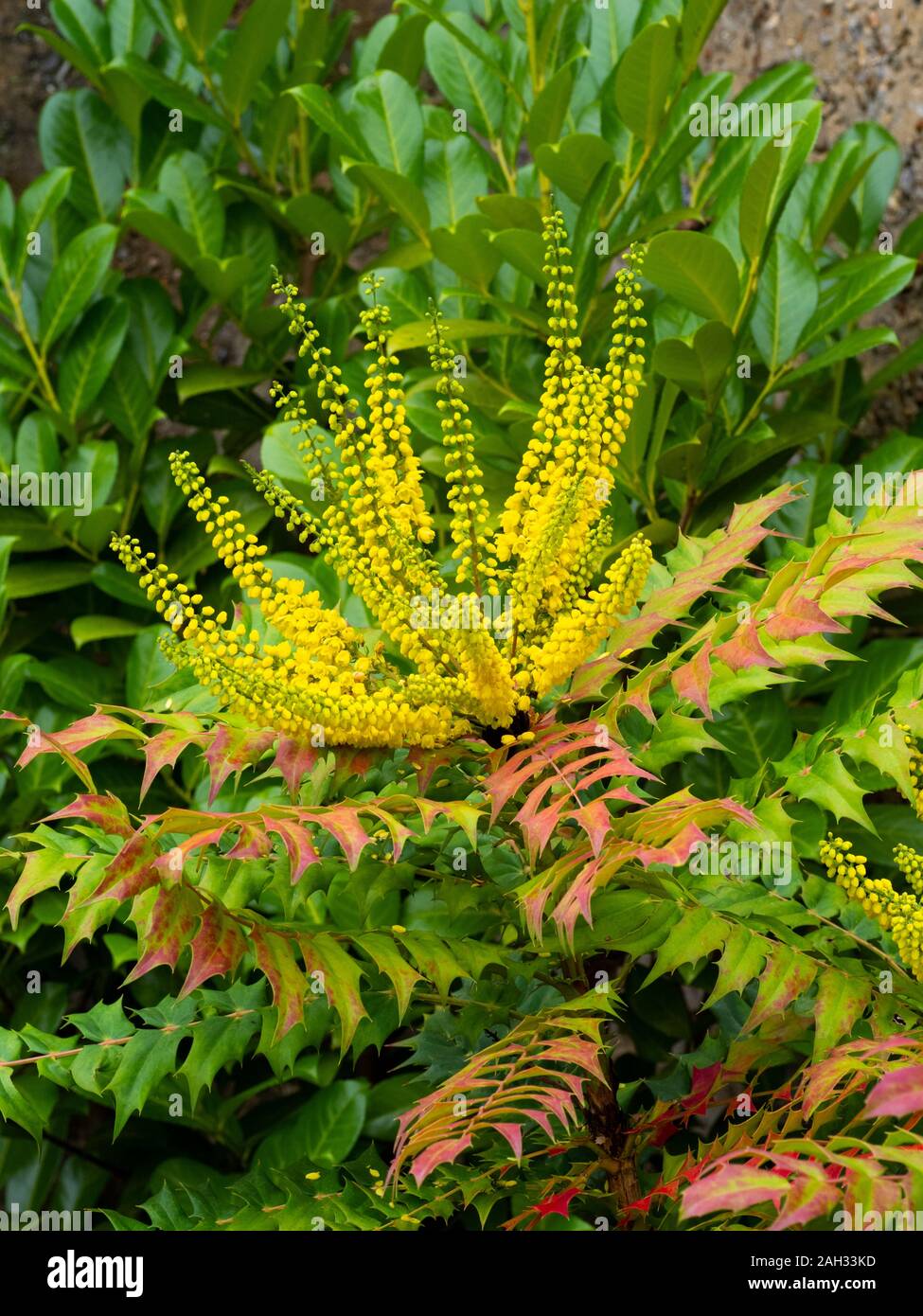Mahonia japonica, Japanese mahonia. Stock Photo