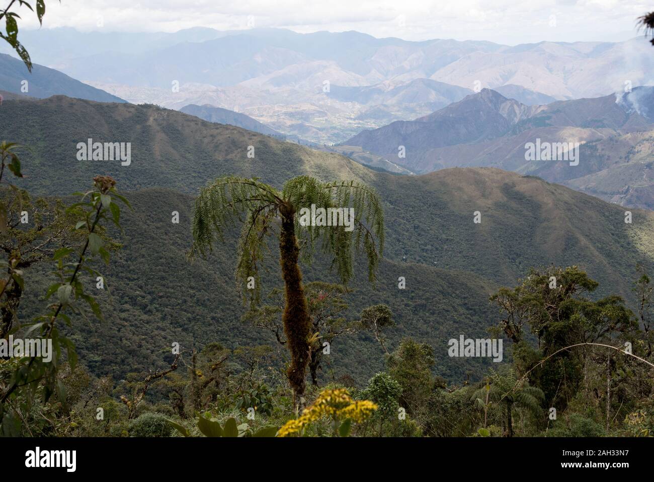 Primeval forest in the tropical Podocarpus National Park in the Andes at 3000 meter above sea level in Ecuador. Stock Photo