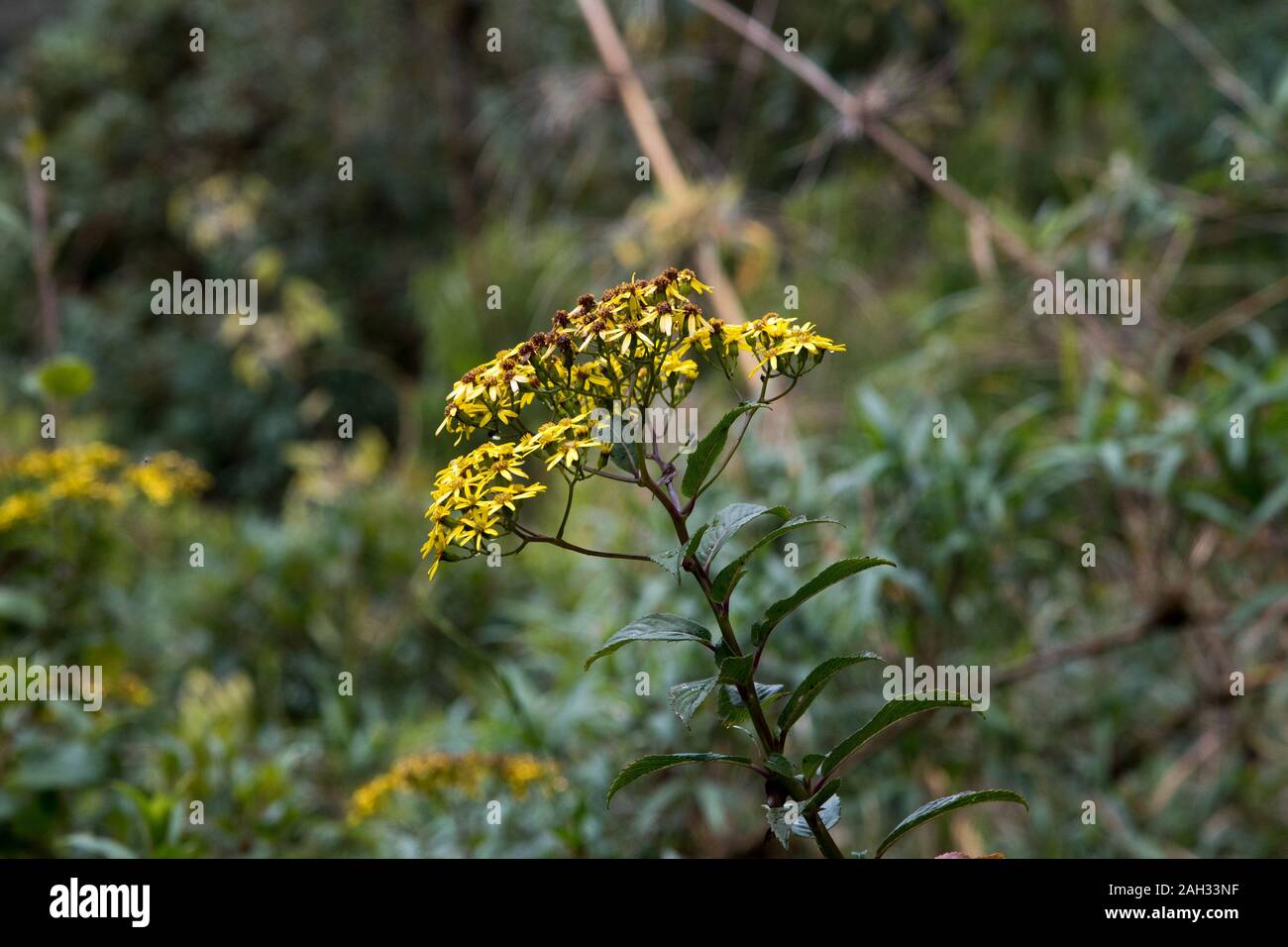 yellow flowers in the primeval forest in the tropical Podocarpus National Park in the Andes at 3000 meter above sea level in Ecuador. Stock Photo
