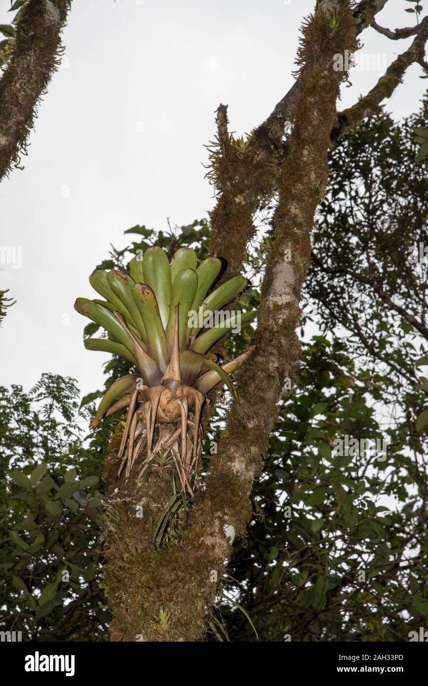 Epiphyte growing in the primeval forest in the tropical Podocarpus National Park in the Andes at 3000 meter above sea level in Ecuador. Stock Photo
