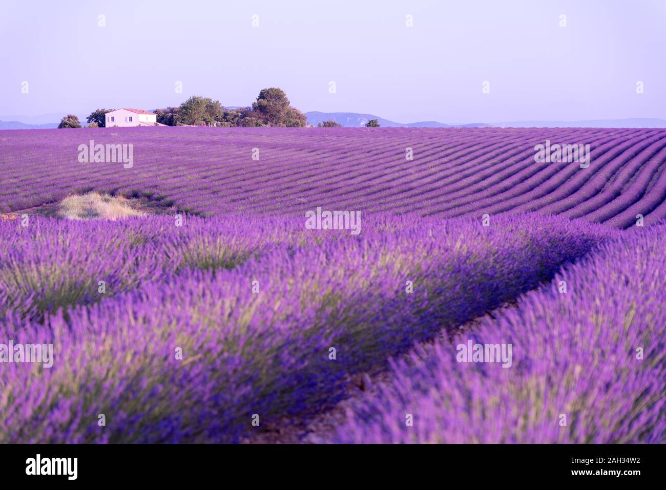 Provence, Southern France. Lavender field in bloom. Valensole Stock Photo
