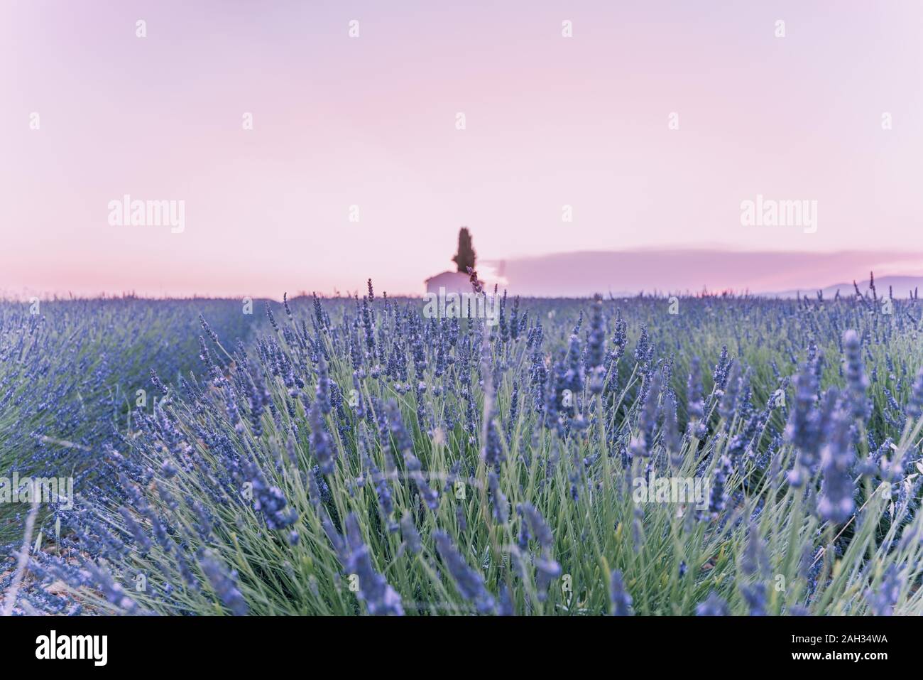 Provence, Southern France. Lavender field in bloom. Valensole. Lonely