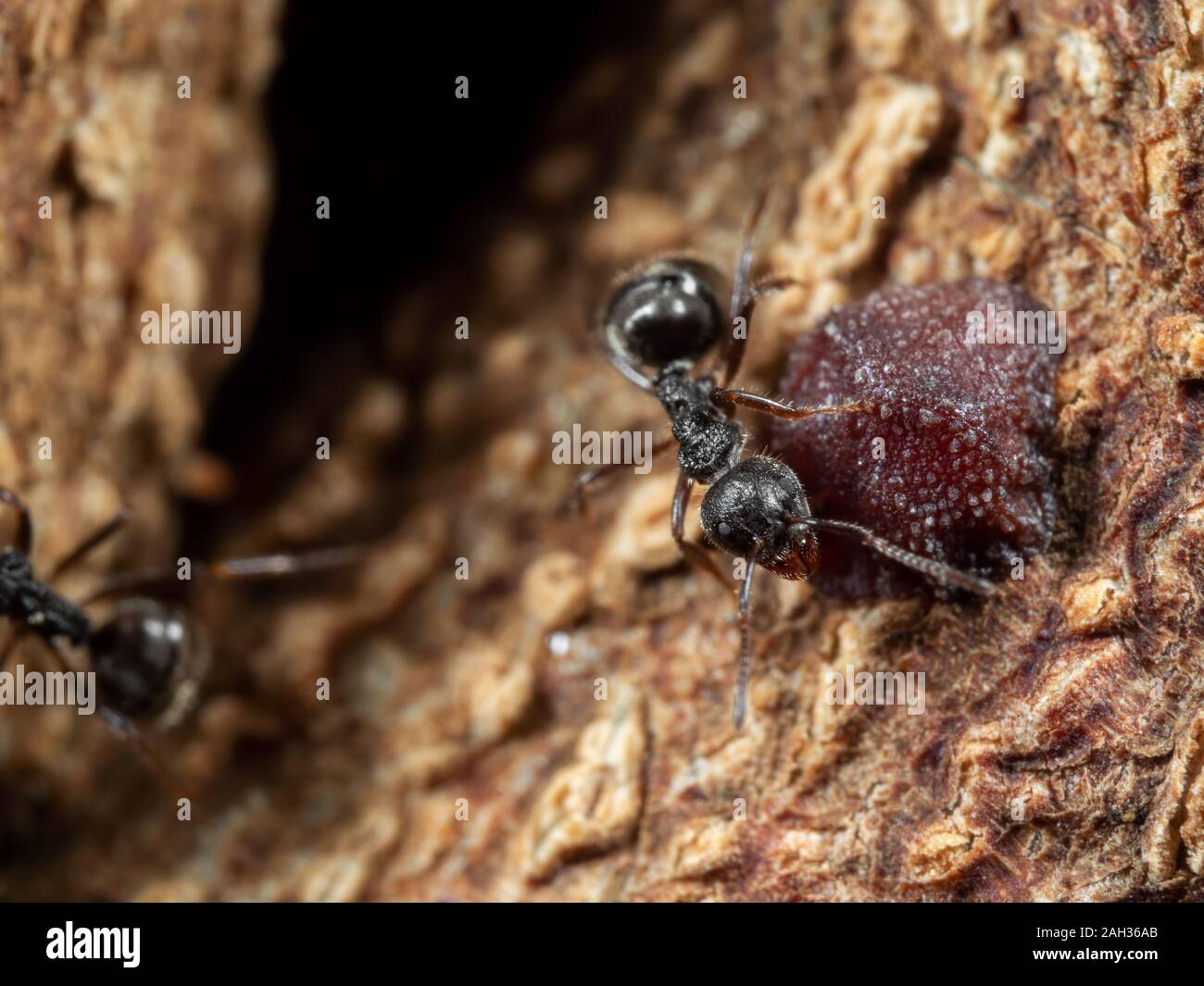 Macro Photography of Black Garden Ant with Scale Insect on Tree Bark Stock Photo