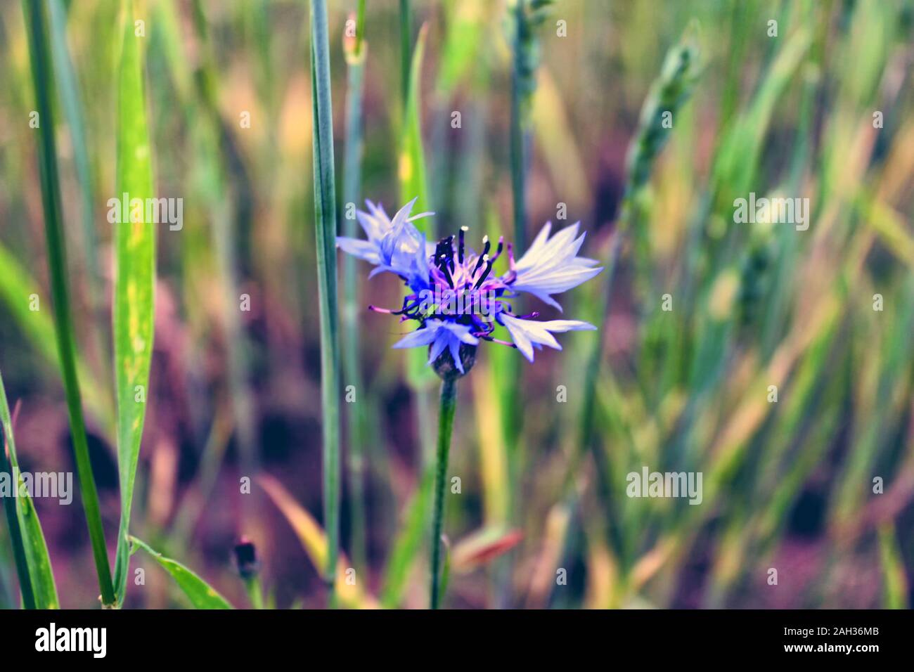 Wild flower cornflower close-up on natural background of oats or wheat medow or field with green grass view. Selective soft focus. Text copy space. Su Stock Photo