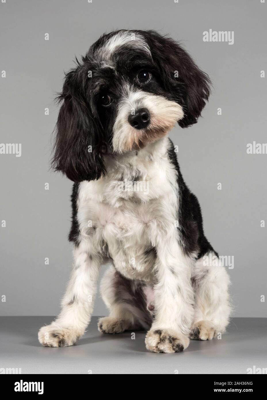 Cavapoo puppy hi-res stock photography and images - Alamy