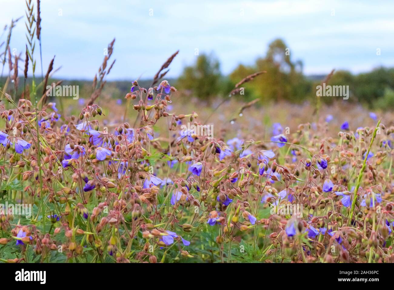 Blue-purple violet petal flower meadow geranium close up view on natural background. Selective soft focus. Text copy space. Summer, nature, ecology co Stock Photo
