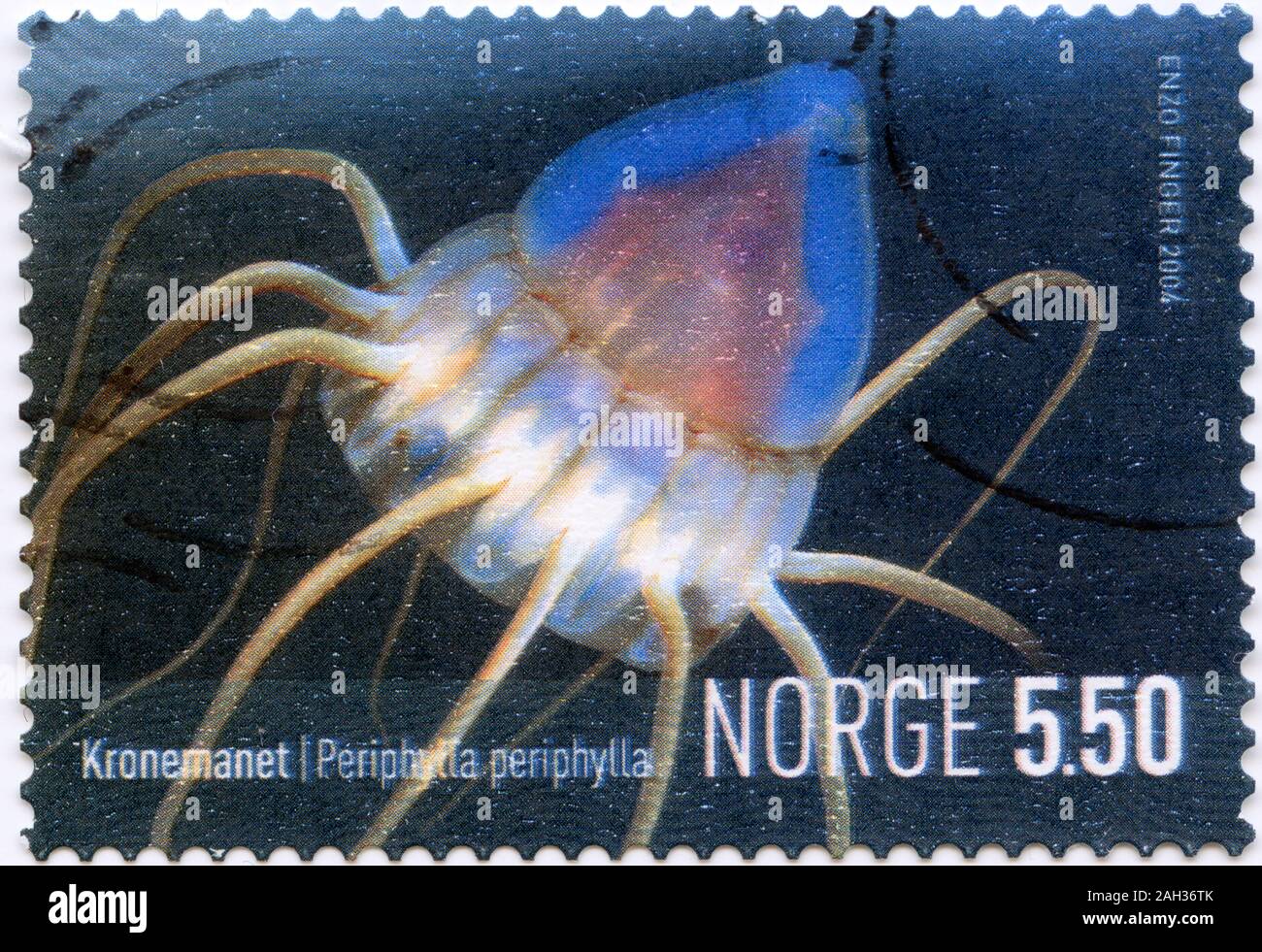 Helmet Jellyfish (Periphylla periphylla Stock Photo Alamy