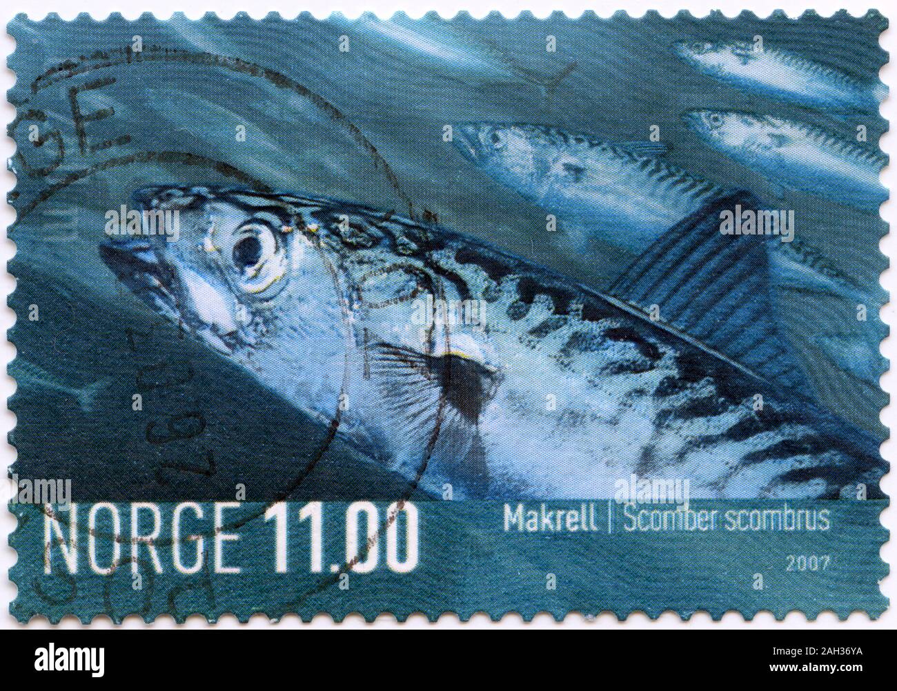 Atlantic Mackerel (Scomber scombrus) Stock Photo