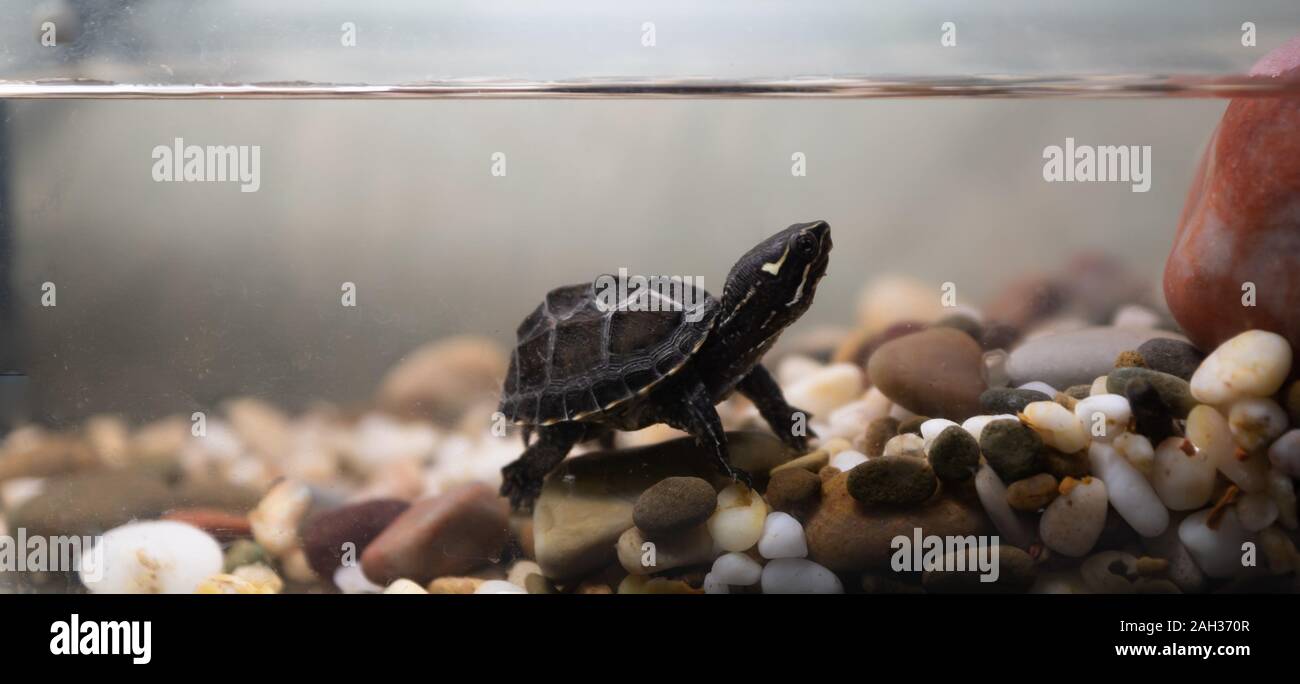 Common musk turtle Sternotherus odoratus in a pond-2.ARW Stock Photo - Alamy