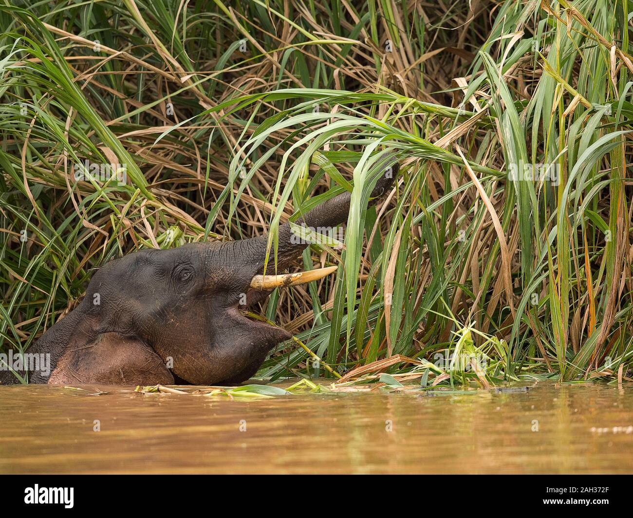 Borneo pygmy elephant feeding in and along the Kinbatangan River in the