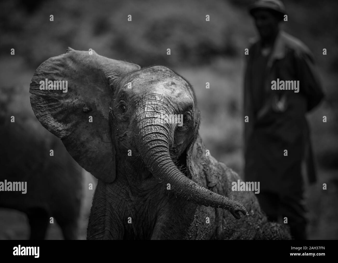 Orphan African (Loxodonta Africana) elephants at the David Sheldrick Wildlife Trust (DSWT) on the outskirts of Nairobi, Kenya. Stock Photo