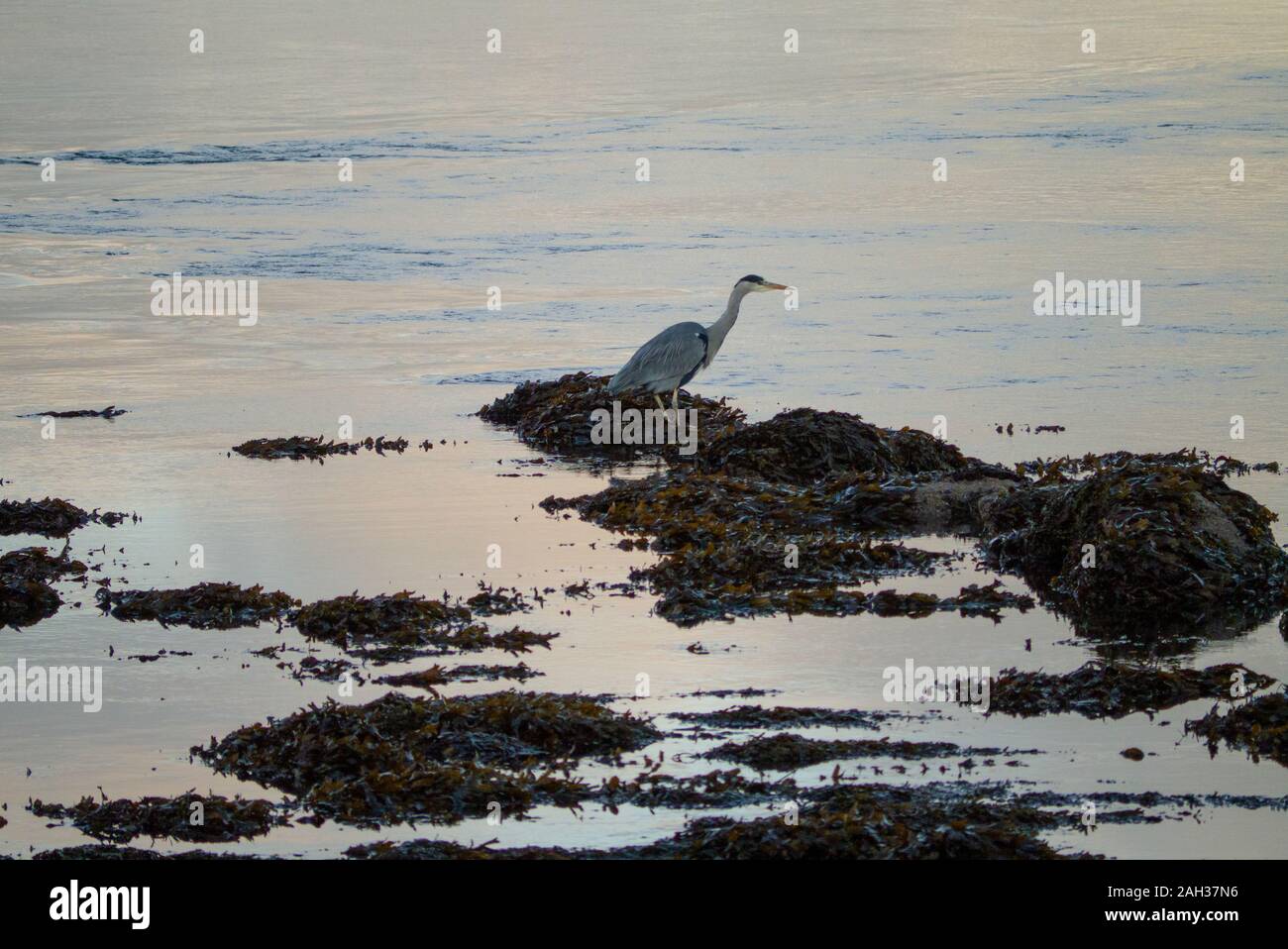 Grey Heron ( Ardea cinerea ) Loch Fleet Sutherland Scotland UK Stock Photo