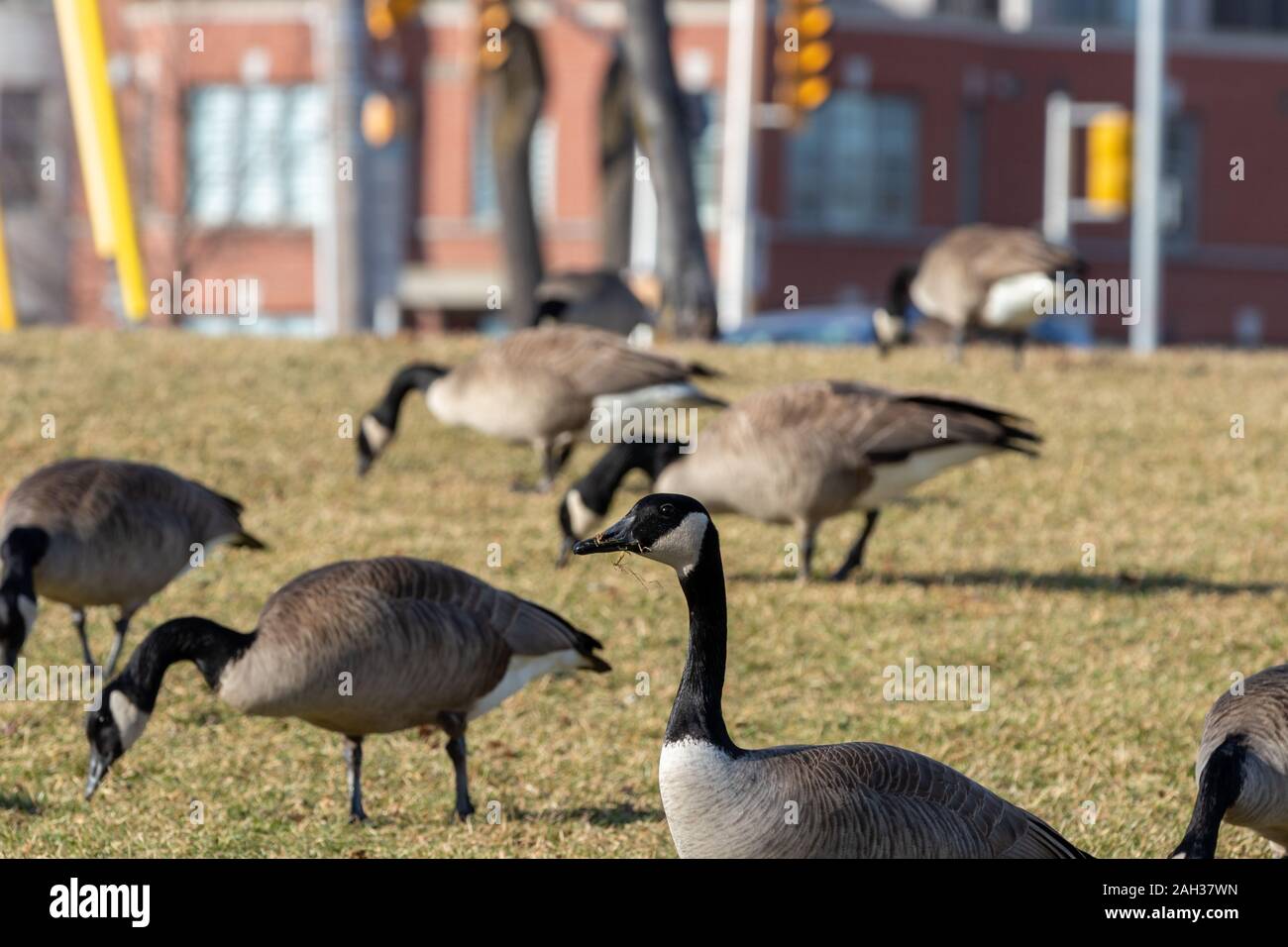 Canada Geese grazing on grass at Burlington Waterfront Lake Ontario Stock  Photo - Alamy