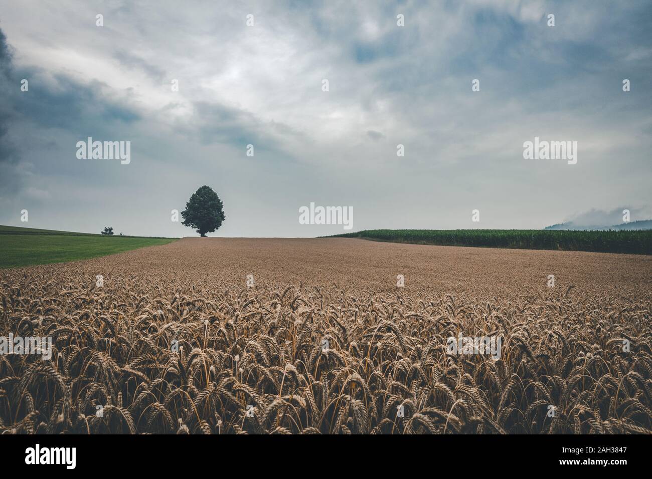 Lonely tree in wheat field hi-res stock photography and images - Alamy