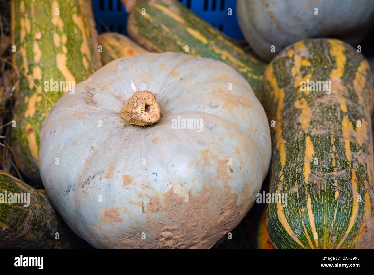 Colorful orange and green pumpkins and gourds in the fall Stock Photo ...