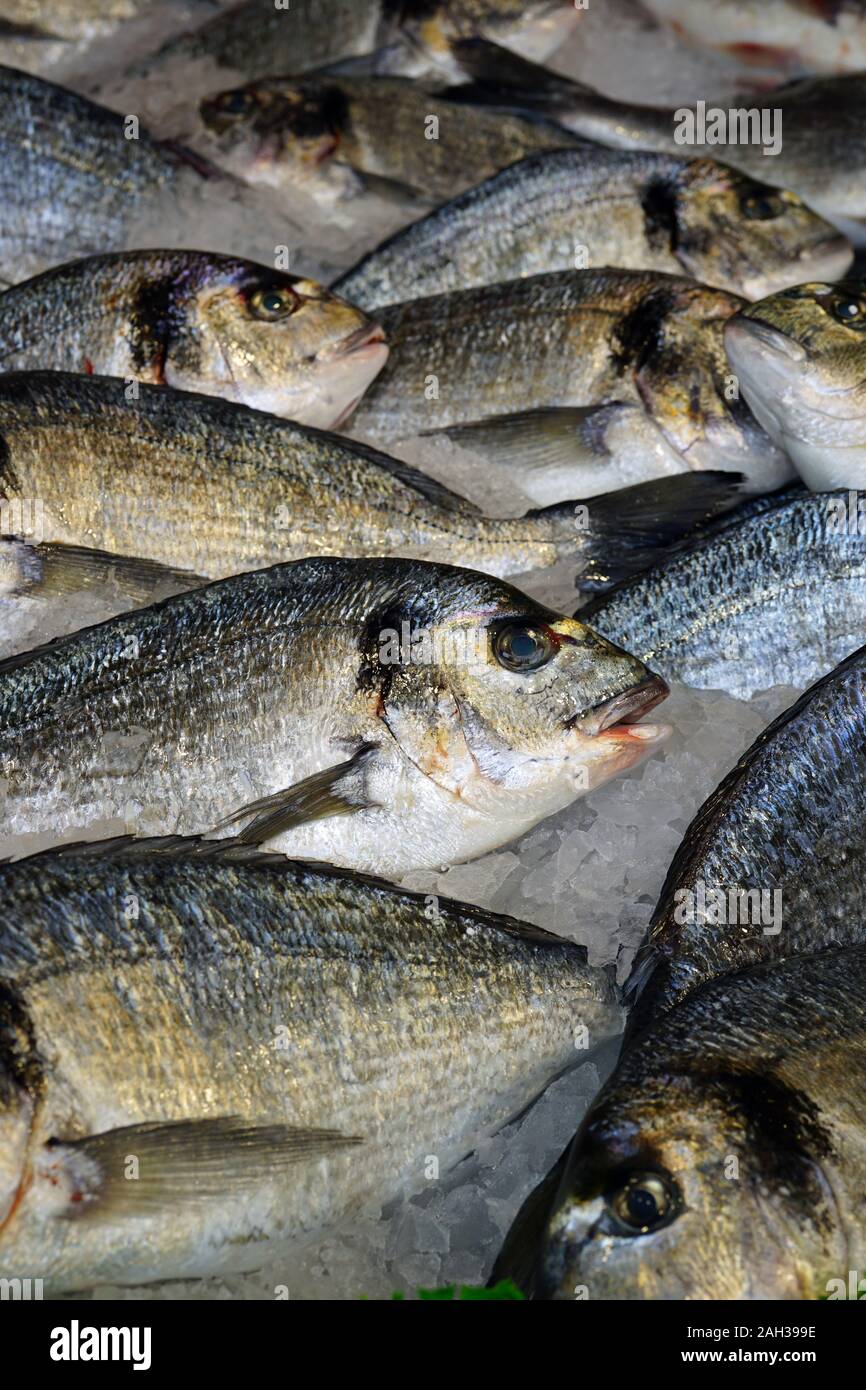 View of fresh dorade royale (bream) fish at a French seafood market
