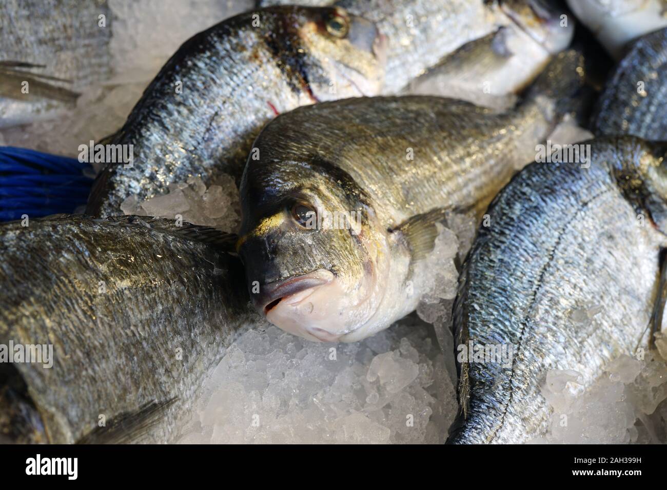 View of fresh dorade royale (bream) fish at a French seafood market