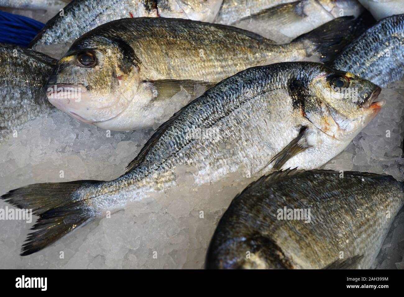 View of fresh dorade royale (bream) fish at a French seafood market