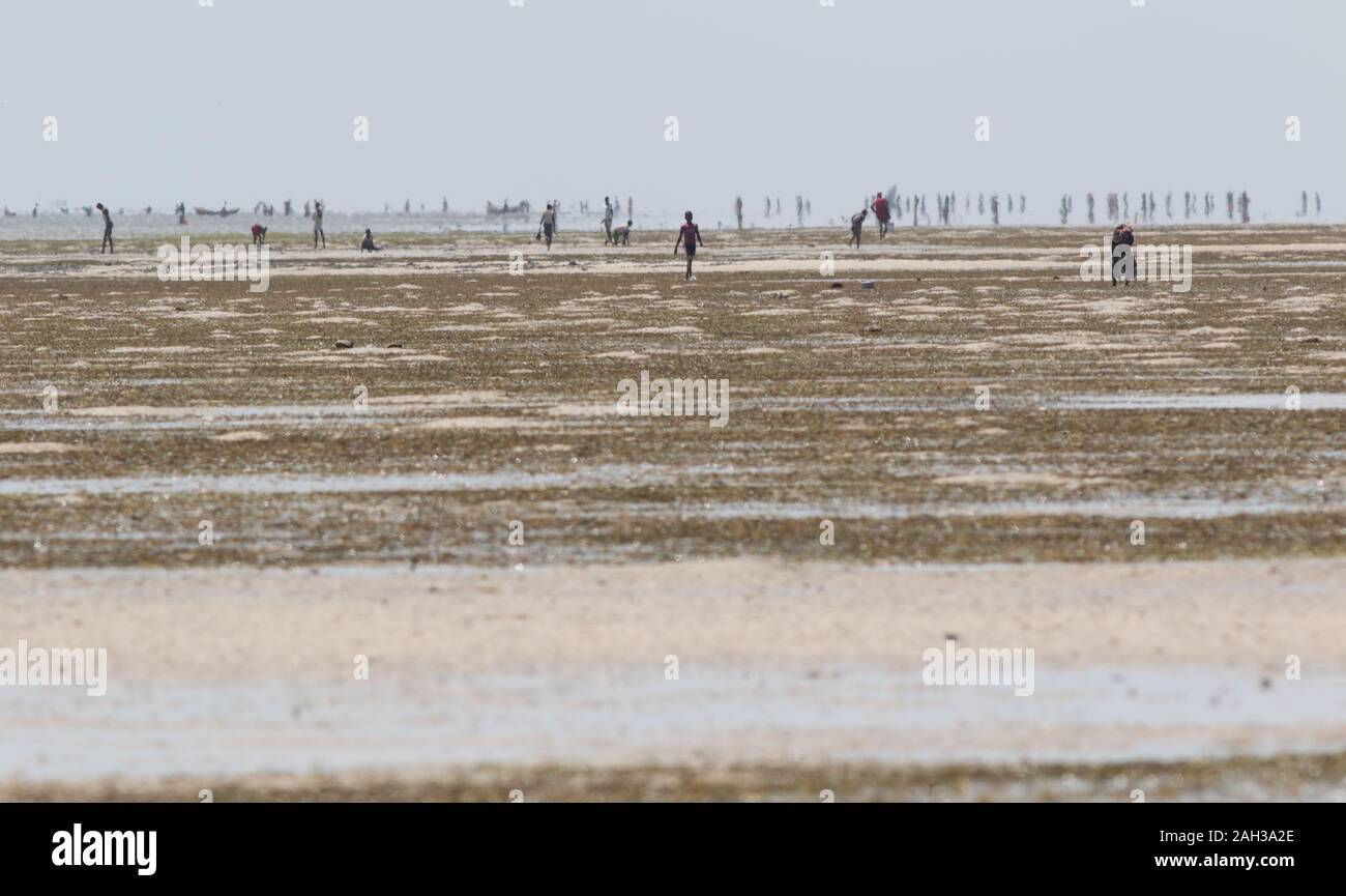 Locals foraging for seafood at low tide along the coast of far-northern Mozambique Stock Photo