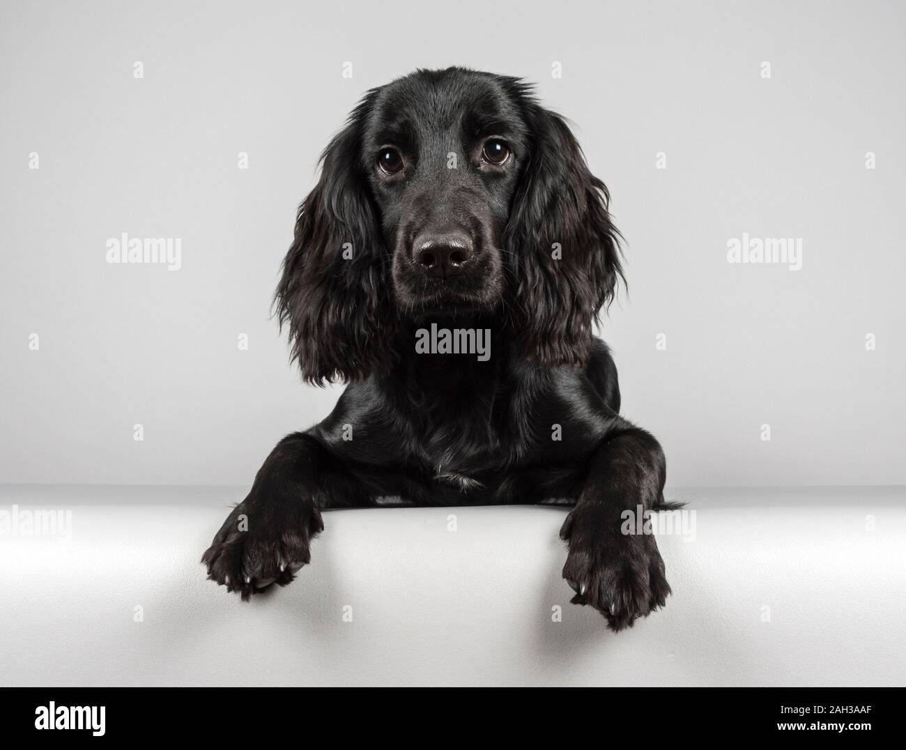 Black Cocker Spaniel High Resolution Stock Photography and Images - Alamy