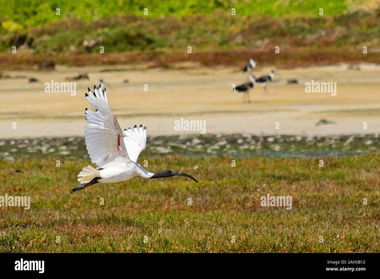 Australian white ibis in flight at Griffith Island, Port Fairy, Victoria, Australia Stock Photo