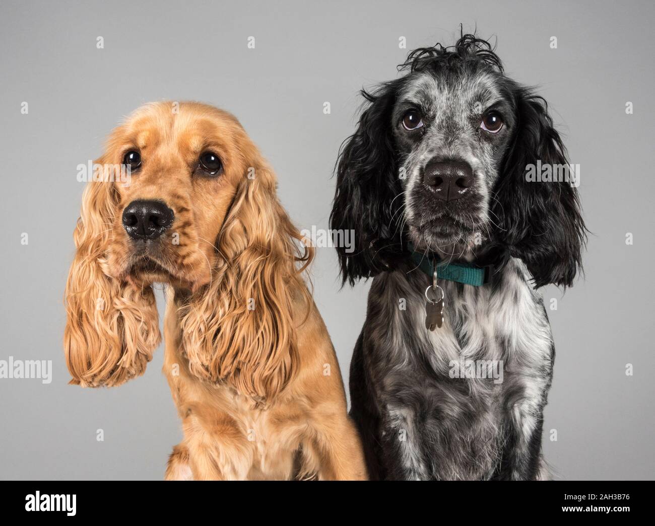 Cocker Spaniel doggy friends in the UK Stock Photo