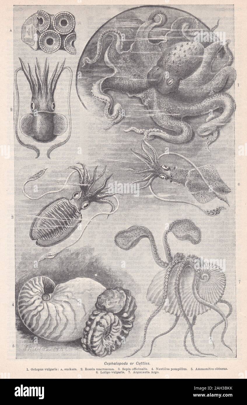 Vintage illustrations of Cephalopods or Cuttles Stock Photo