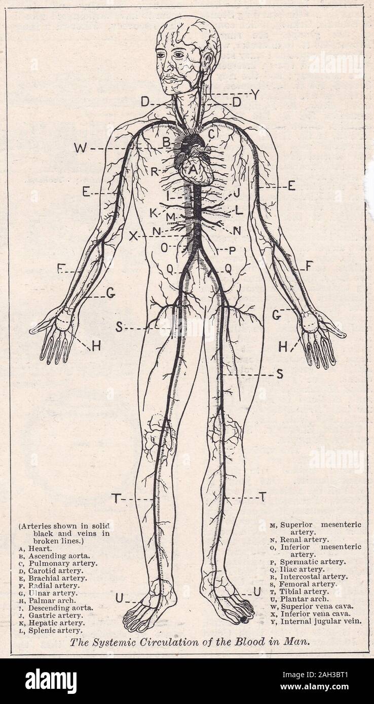 Vintage illustration of The Systemic Circulation of the Blood in Man Stock Photo