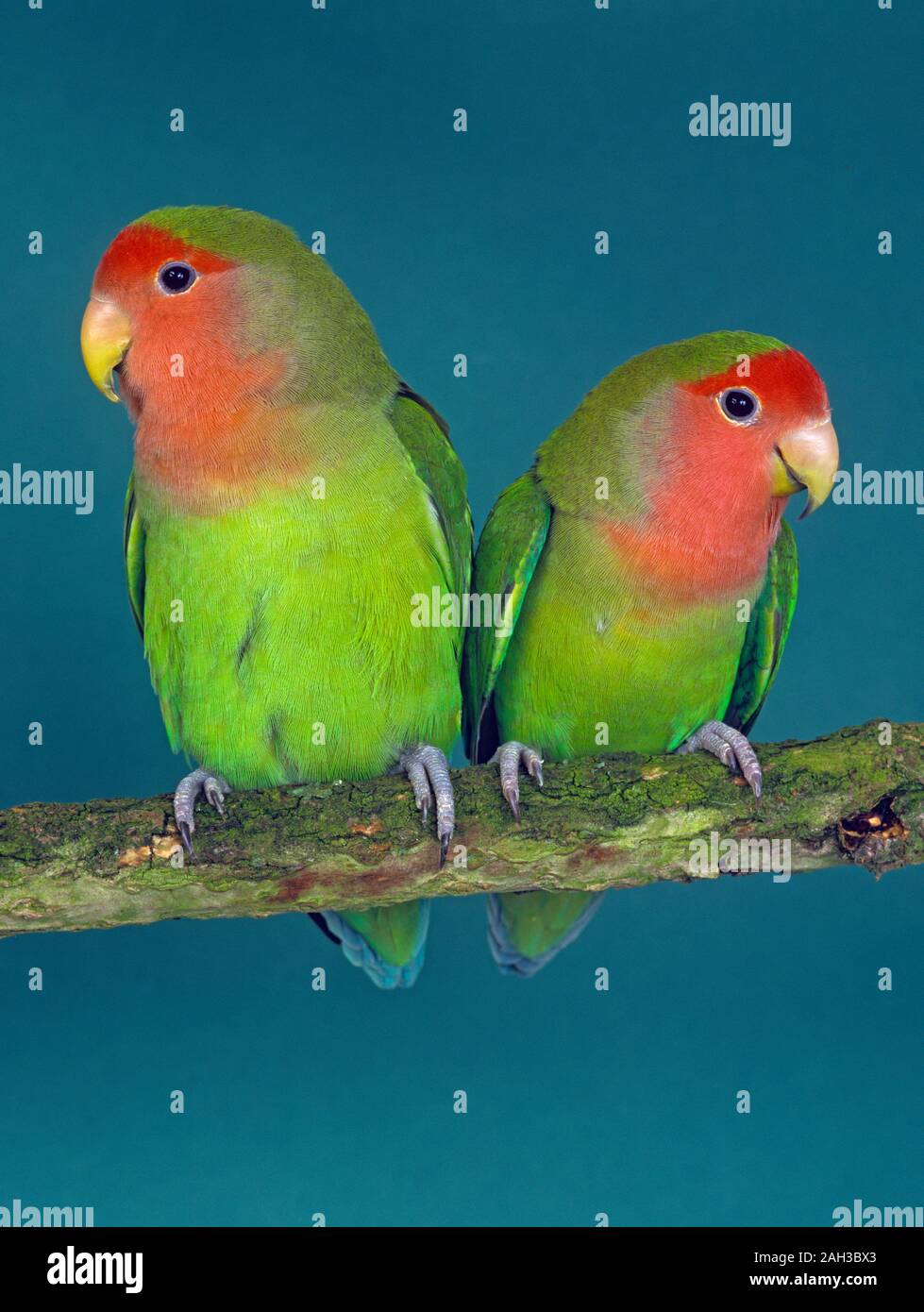 Pet Peach-faced lovebird Agapornis roseicollis Stock Photo