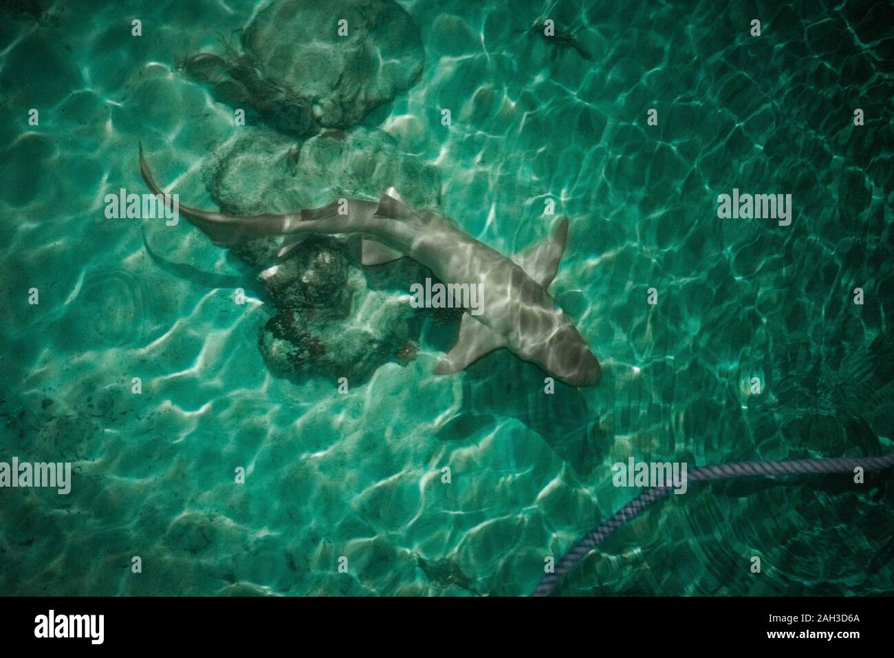 Shark at the maldives Stock Photo