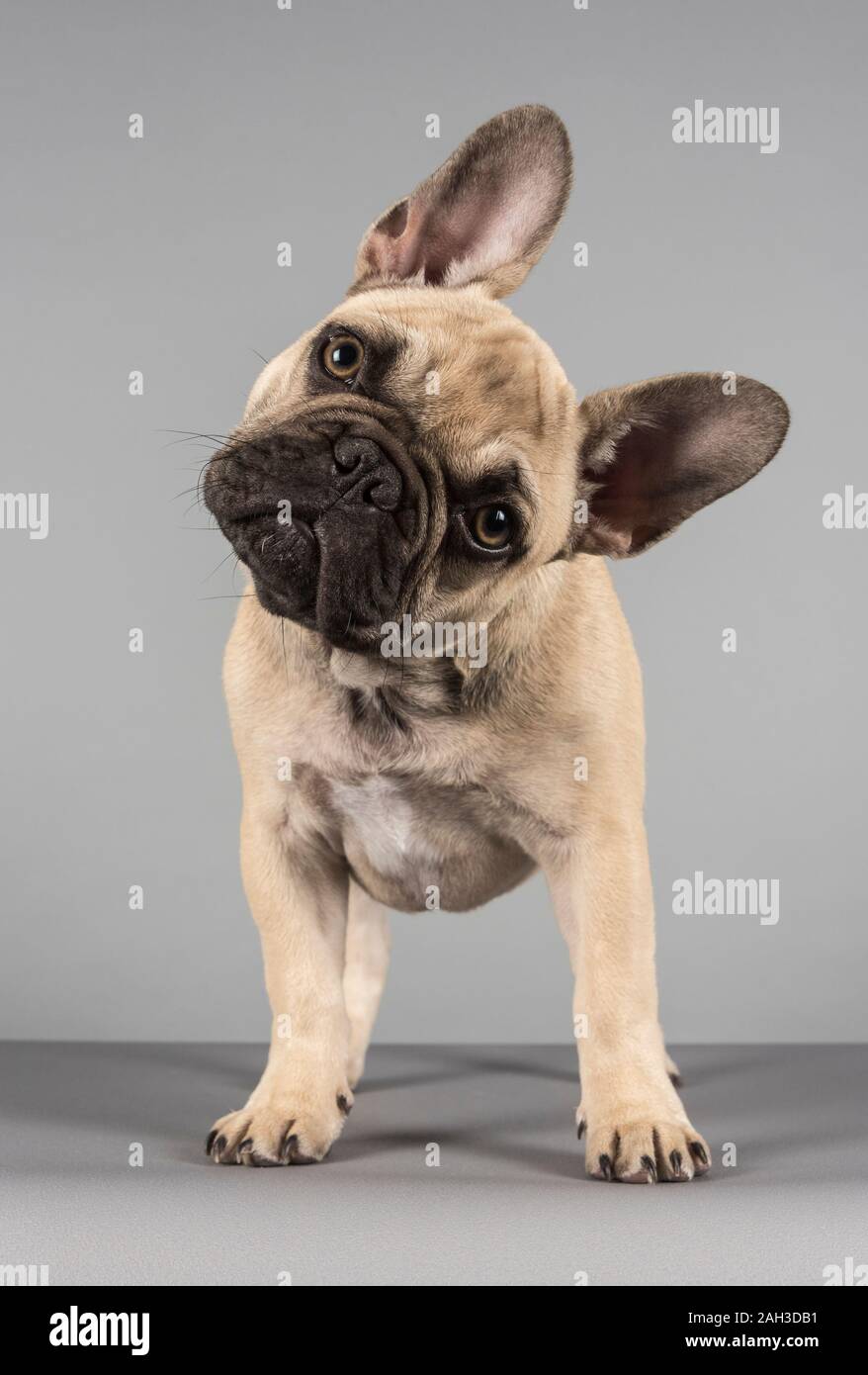 French Bulldog Puppy Weeks Old High Resolution Stock Photography and Images  - Alamy
