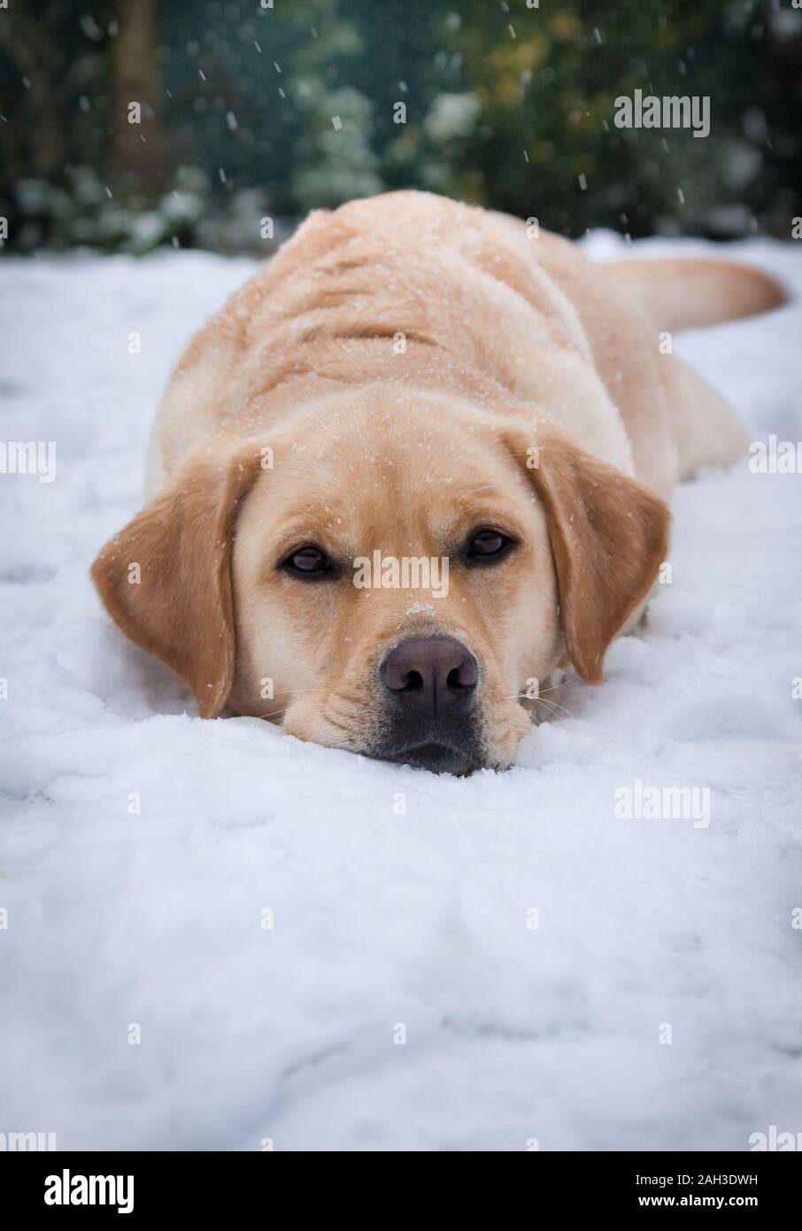 Labrador retriever in the snow winter time Stock Photo