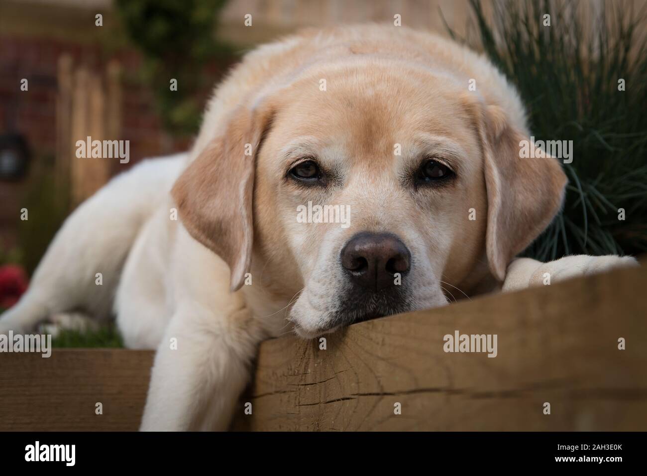 Ginger labrador hi-res stock photography and images - Alamy