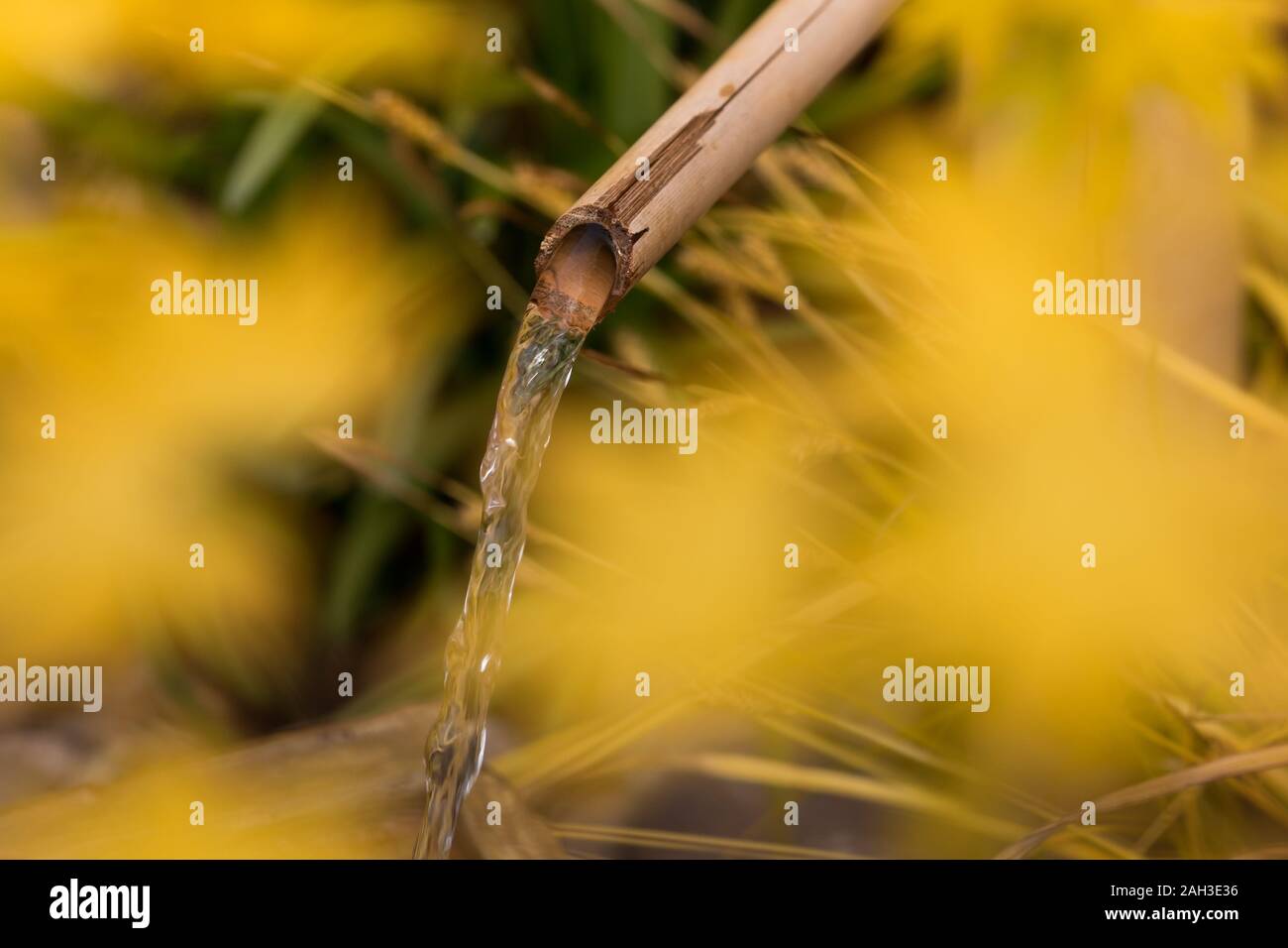 Bamboo water feature flowing close up Stock Photo